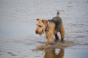 Billede af en Airedale terrier