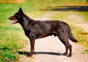 Billede af en Australsk kelpie