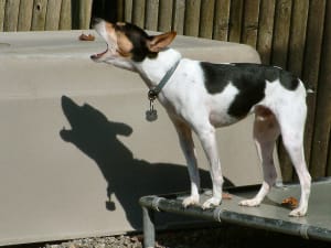 Billede af en Rat terrier