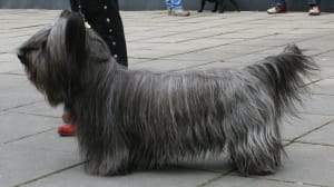 Billede af en Skye terrier