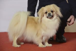 Billede af en Tibetansk spaniel