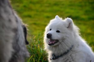 Billede af en Samojedhund