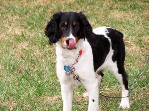 Billede af en Engelsk springer spaniel