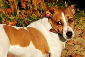 Billede af en Jack russell terrier