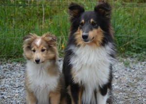 Billede af en Shetland sheepdog