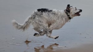 Billede af en Stabyhoun