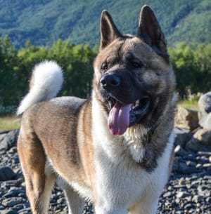 Billede af en American akita