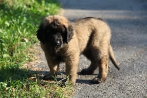 Billede af en Leonberger