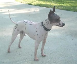 Billede af en American hairless terrier