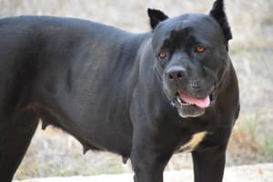 Billede af en Cane corso italiano