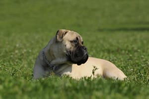 Billede af en Bullmastiff