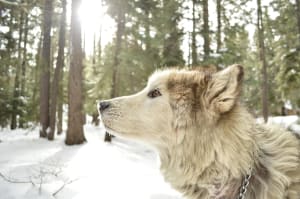 Billede af en Alaskan malamute