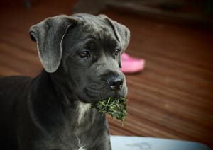 Billede af en Cane corso italiano