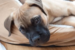 Billede af en Bullmastiff