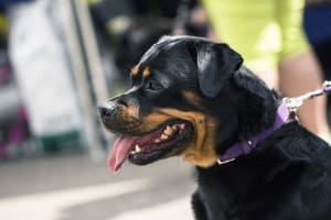 Billede af en Rottweiler