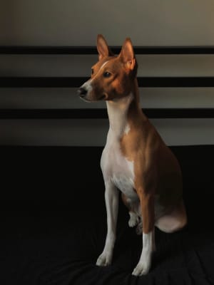 Billede af en Basenji