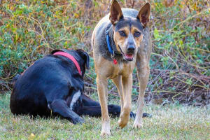 Billede af en Australian stock dog/working kelpie