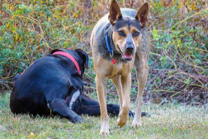 Billede af en Australian stock dog/working kelpie