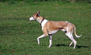 Billede af en Whippet