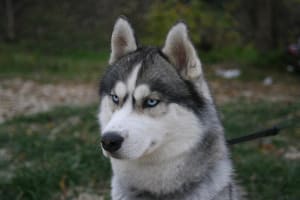 Billede af en Siberian husky