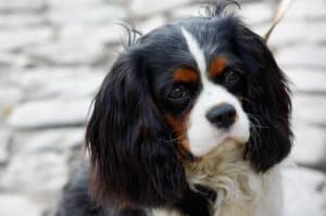 Billede af en Cavalier king charles spaniel