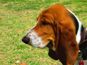 Billede af en Basset hound