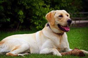 Billede af en Labrador retriever