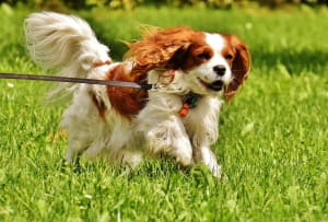 Billede af en Cavalier king charles spaniel