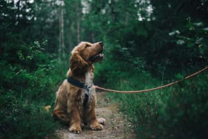 Billede af en Amerikansk cocker spaniel