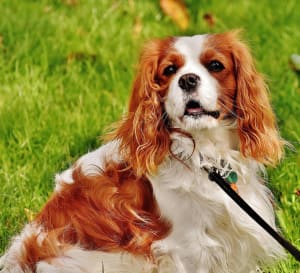 Billede af en Cavalier king charles spaniel