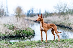 Billede af en Pharaoh hound