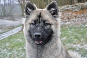 Billede af en Eurasier