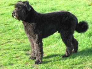 Billede af en Bouvier des flandres