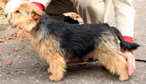 Billede af en Norwich terrier