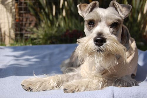 Billede af en Schnauzer, peber/salt