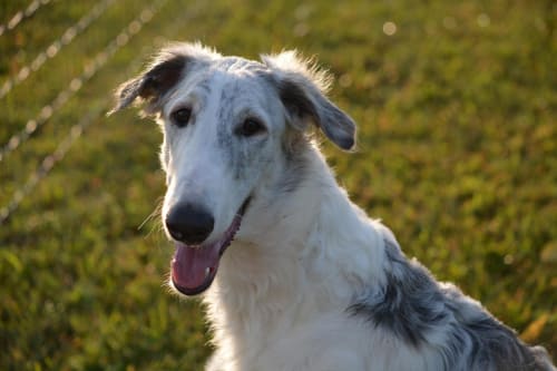 Billede af en Borzoi