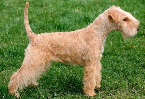 Billede af en Lakeland terrier