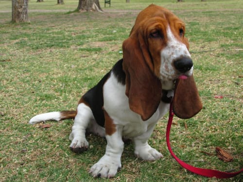 Billede af en Basset hound