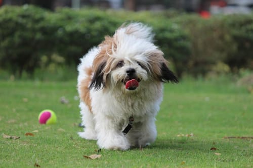 Billede af en Lhasa apso