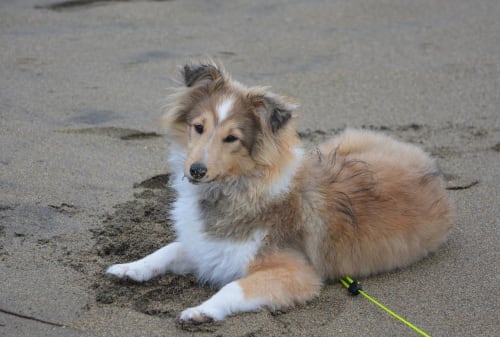Billede af en Shetland sheepdog