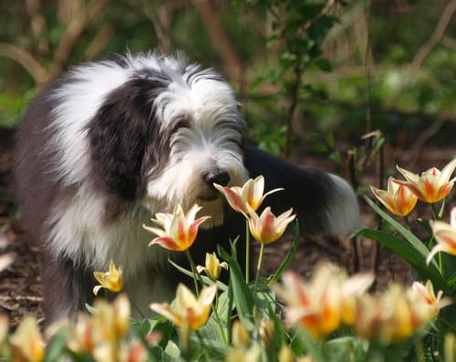Billede af en Bearded collie