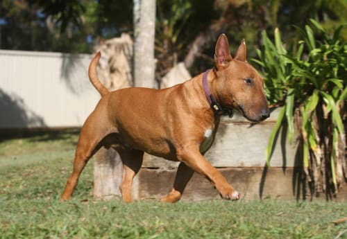 Billede af en Bull terrier
