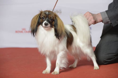 Billede af en Phalene