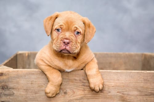 Billede af en Dogue de bordeaux