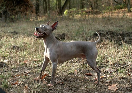 Billede af en American hairless terrier