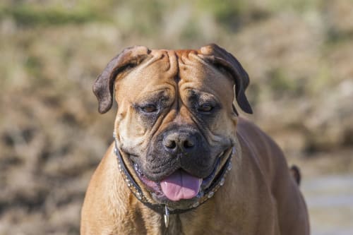 Billede af en Bullmastiff