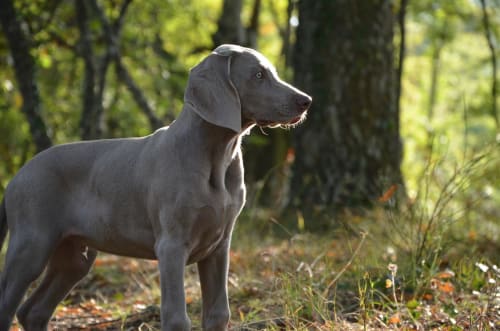 Billede af en Weimaraner, korthåret