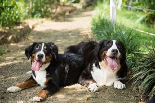 Billede af en Berner sennenhund