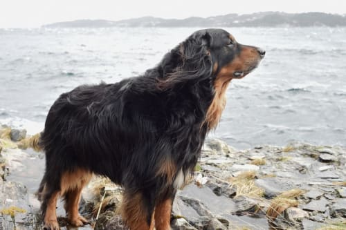 Billede af en Gordon setter