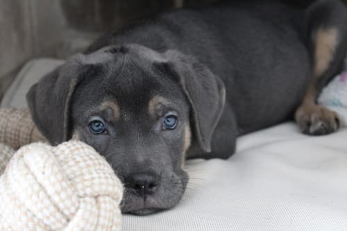 Billede af en Cane corso italiano